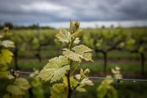 Bayer savjeti za vinogradare 22.-29.5.2017.