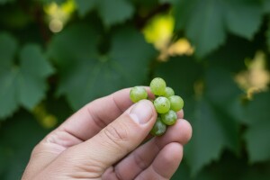 Bayer savjeti za vinogradare 23.-29.06.2014.