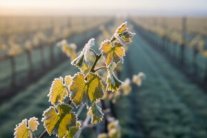 Bayer savjeti za vinogradare 24.-30.4.2017.