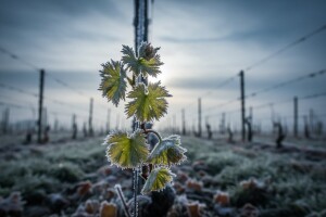 Bayer savjeti za vinogradare 24.04.-01.05.2017.