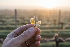 Bayer savjeti za vinogradare 27.04.-03.05.