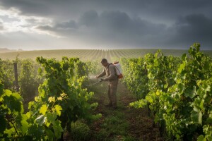 Bayer savjeti za vinogradare 29.5.-5.6.2017.