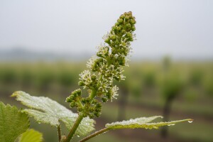 Bayer savjeti za vinogradare 30.05.-05.06.2016.