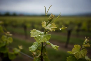 Bayer savjeti za vinogradare 8.-14.5.2017.