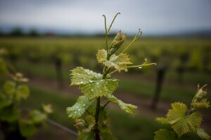 Bayer savjeti za vinogradare 8.-14.5.2017.