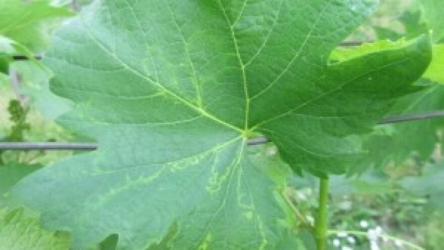 Bayer savjeti za vinogradare 08.-14.06.2015.