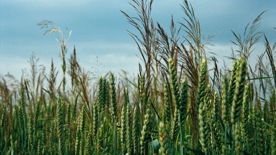 Pravo je vrijeme za Alister Grande!