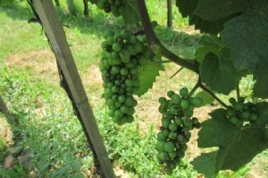 Bayer savjeti za vinogradare 13.-19.07.2015.