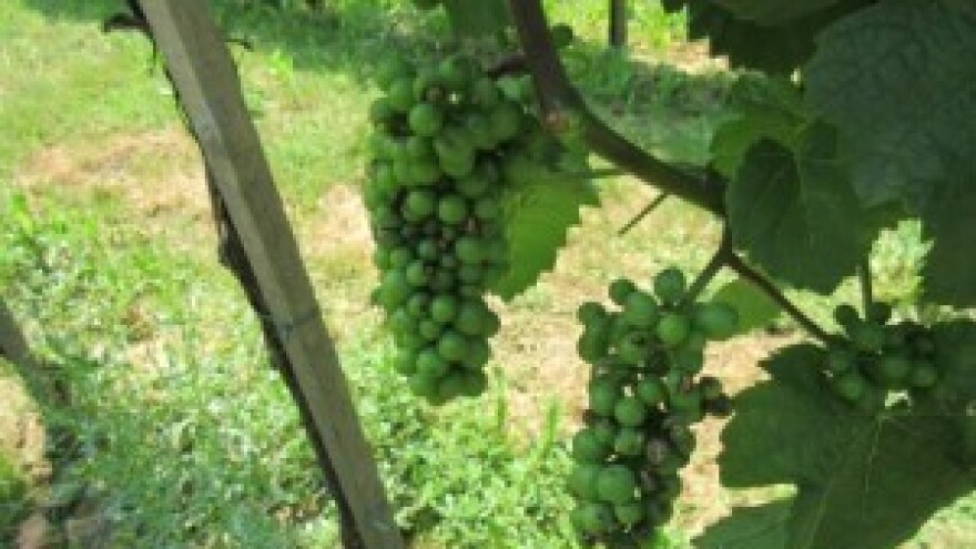 Bayer savjeti za vinogradare 13.-19.07.2015.