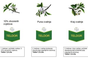 Palež cvjetova i rodnih grančica koštićavih voćaka