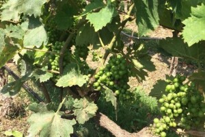 Bayer savjeti za vinogradare 27.06.-03.07.2016.