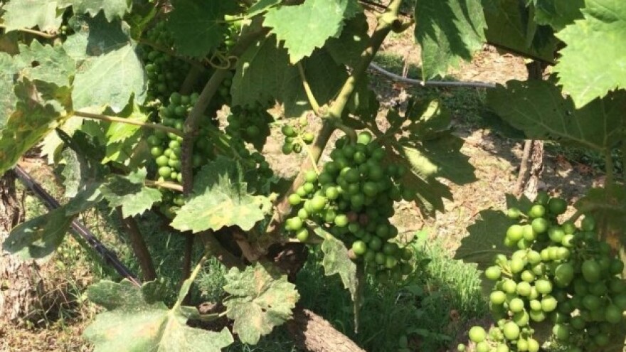 Bayer savjeti za vinogradare 27.06.-03.07.2016.