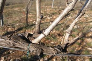 Bayer savjeti za vinogradare 13.-19.04.2015.