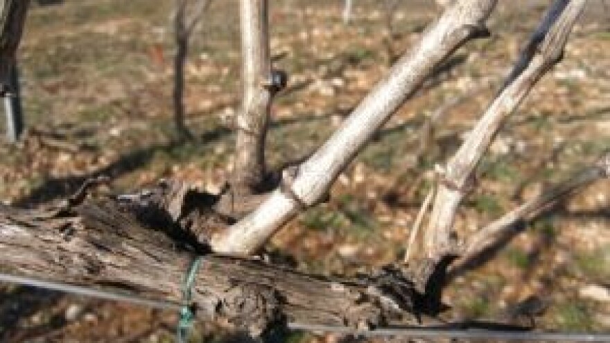 Bayer savjeti za vinogradare 13.-19.04.2015.