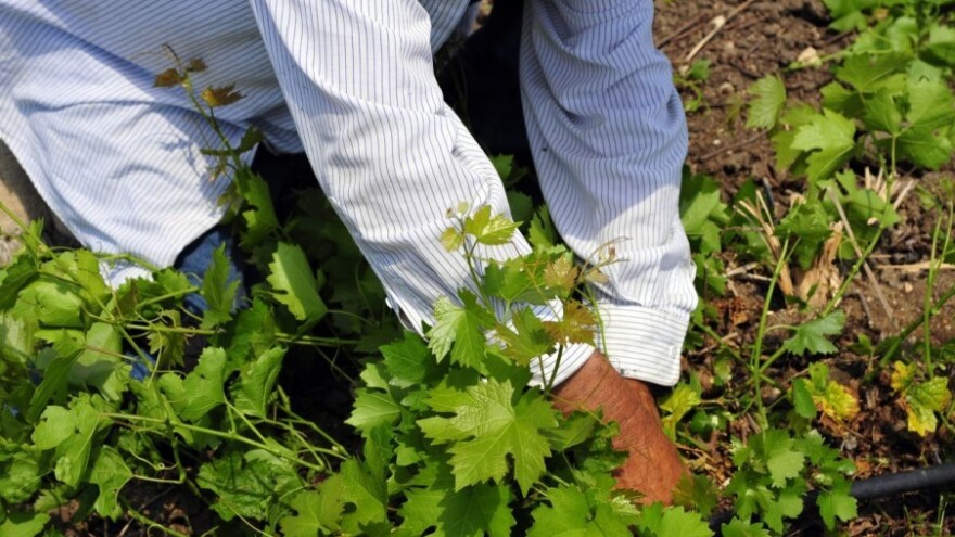 Bayer savjeti za vinogradare 2.-8.5.2016.