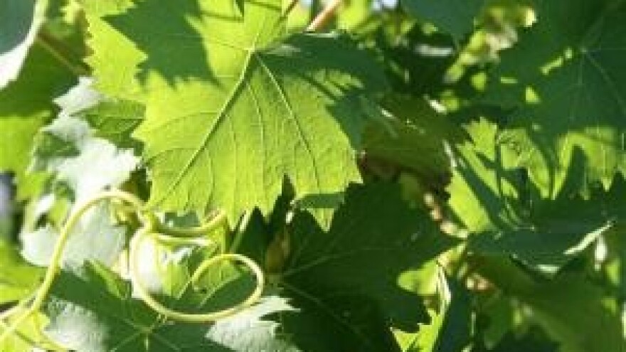 Nova godina, nova prilika