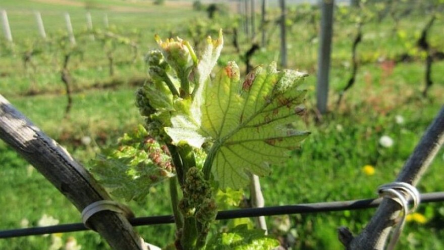 Bayer savjeti za vinogradare 09.04.-15.04.2018.