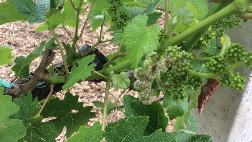 Bayer savjeti za vinogradare 06.06.-12.06.2016.