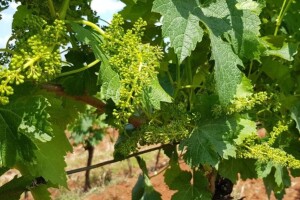 Bayer savjeti za vinogradare 22.-27.05.2018.