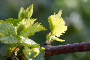 Bayer savjeti za vinogradare 16.04.-22.04.2018.