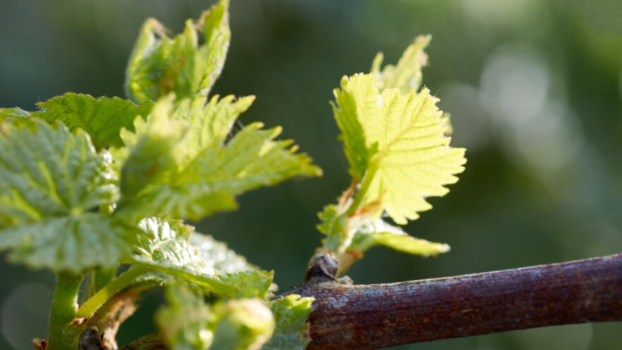 Bayer savjeti za vinogradare 16.04.-22.04.2018.