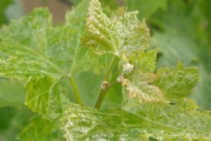 Bayer savjeti za vinogradare 24.04.-29.04.2018.
