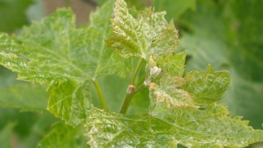 Bayer savjeti za vinogradare 24.04.-29.04.2018.