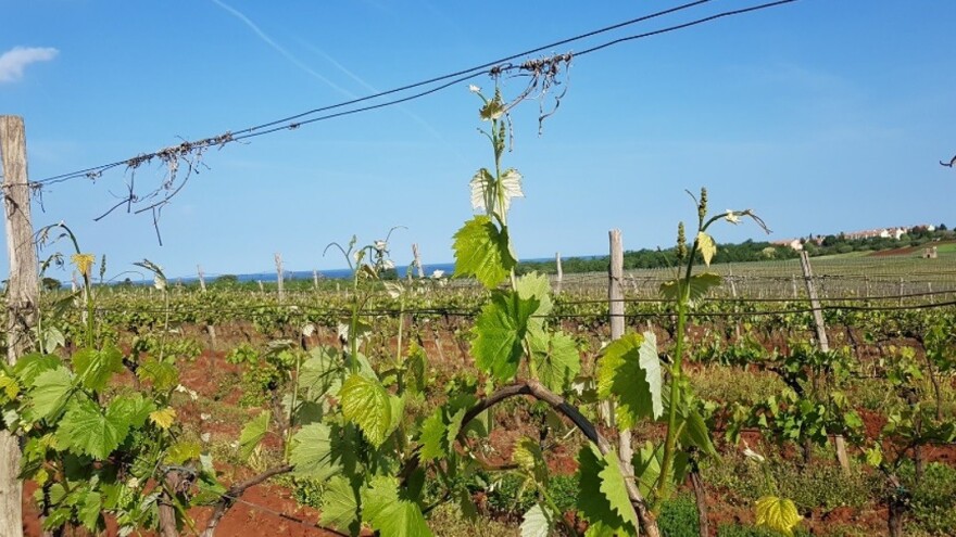 Bayer savjeti za vinogradare 02.05.-06.05.2018.