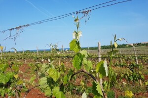 Bayer savjeti za vinogradare 02.05.-06.05.2018.
