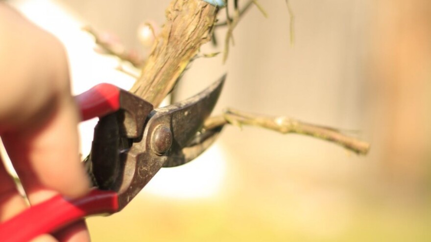 Bayer savjeti za vinogradare 9.-16.5.2016.