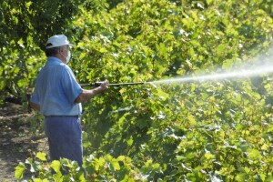 Bayer savjeti za vinogradare 6.-12.6.2016.