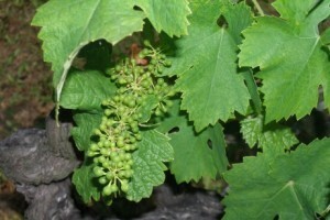 Bayer savjeti za vinogradare 22.-28.06.2015.