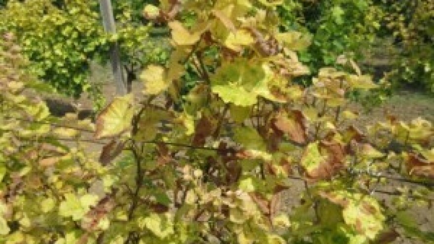 Bayer savjeti za vinogradare 15.-21.06.2015.