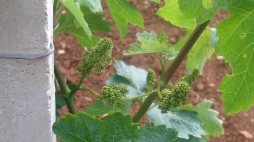 Bayer savjeti za vinogradare 25.-31.05.2015.