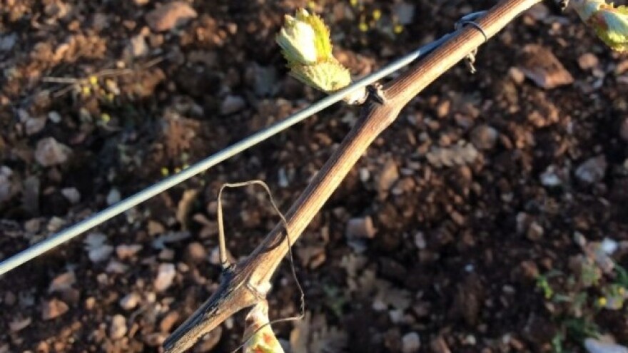 Bayer savjeti za vinogradare 11.-17.04.2016.