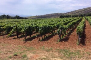 Bayer savjeti za vinogradare 13.06.-19.06.2016.