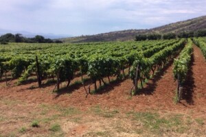 Bayer savjeti za vinogradare 04.-10.07.2016.