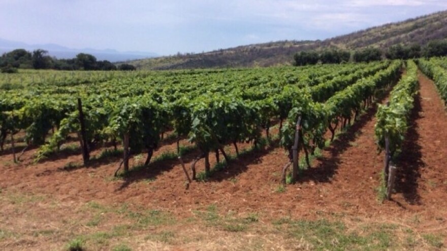 Bayer savjeti za vinogradare 04.-10.07.2016.