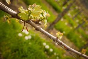 Bayer savjeti za vinogradare 16.-22.5.2016.