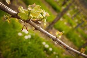 Bayer savjeti za vinogradare 16.-22.5.2016.