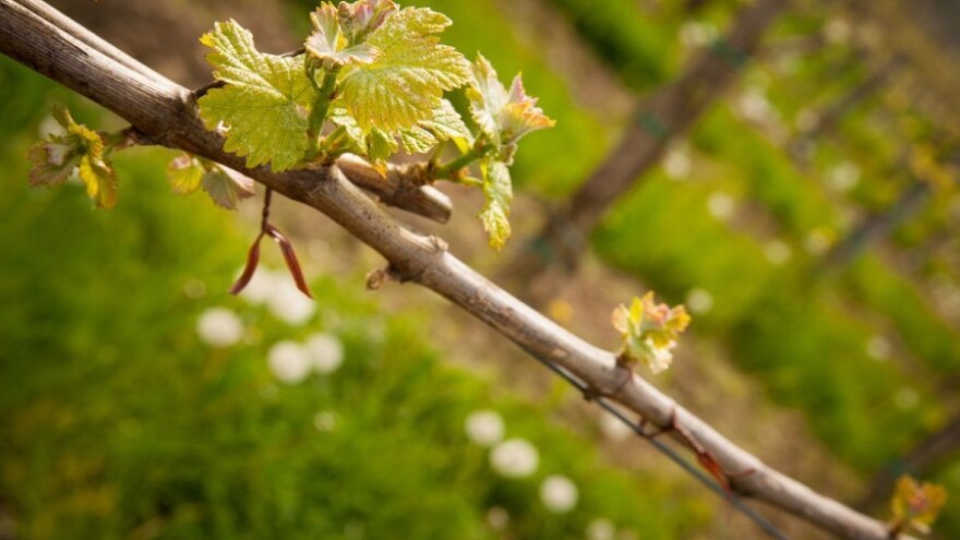 Bayer savjeti za vinogradare 16.-22.5.2016.