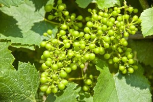 Bayer savjeti za vinogradare 30.5.-5.6.2016.