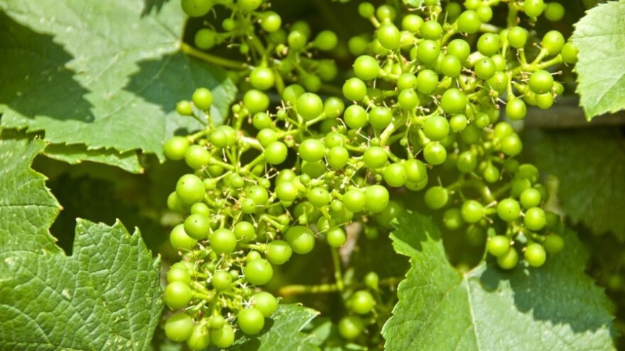 Bayer savjeti za vinogradare 30.5.-5.6.2016.