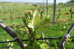 Bayer savjeti za vinogradare 10.-16.04.2017.