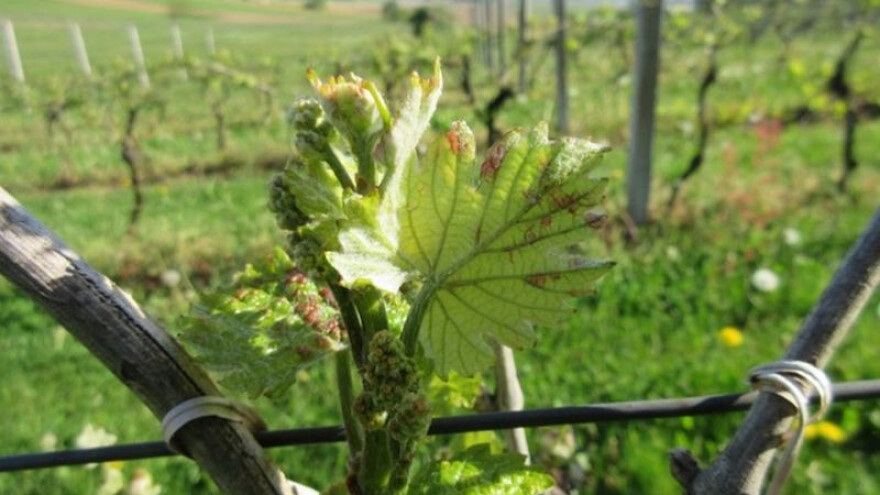 Bayer savjeti za vinogradare 10.-16.04.2017.