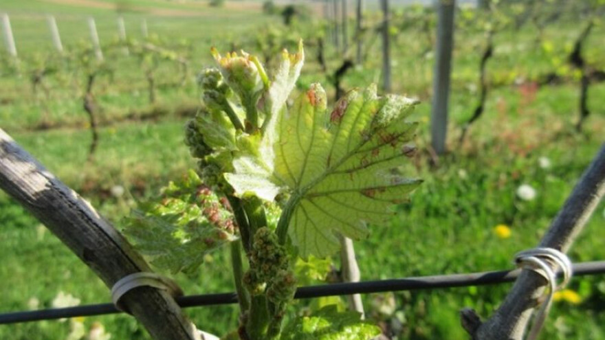 Bayer savjeti za vinogradare 17.-23.4.2017.