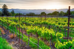 Bayer savjeti za vinogradare 25.4.-1.5.2016.