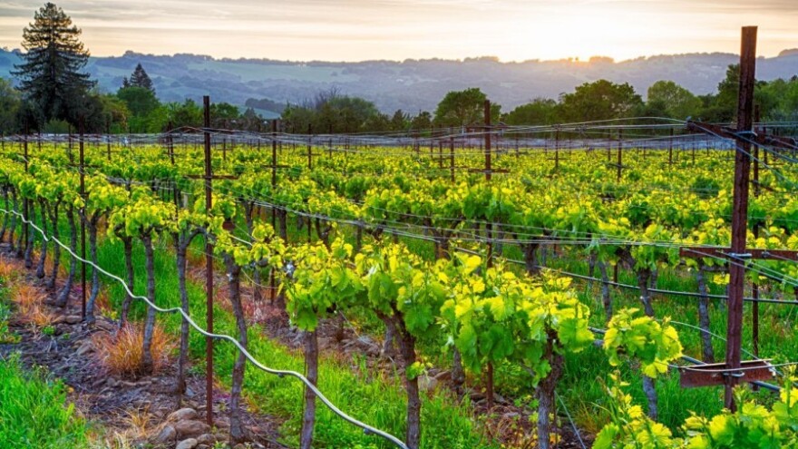 Bayer savjeti za vinogradare 25.4.-1.5.2016.