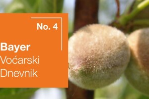 Bayer voćarski dnevnik No. 4 - obavijest proizvođačima breskve, marelice i nektarine