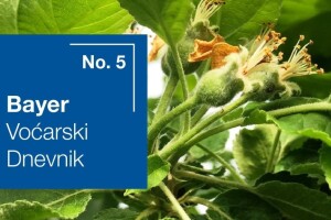 Bayer voćarski dnevnik No. 5 - obavijest proizvođačima jabuke